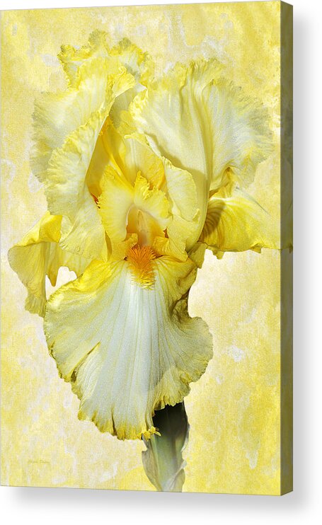 Iris Flower Acrylic Print featuring the photograph Yellow Mist Iris by Phyllis Denton