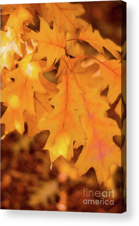 Cheryl Baxter Photography Acrylic Print featuring the photograph Yellow Oak Leaves by Cheryl Baxter