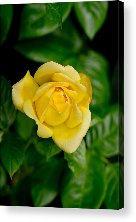 Rose Acrylic Print featuring the photograph Yellow on green. by Elena Perelman