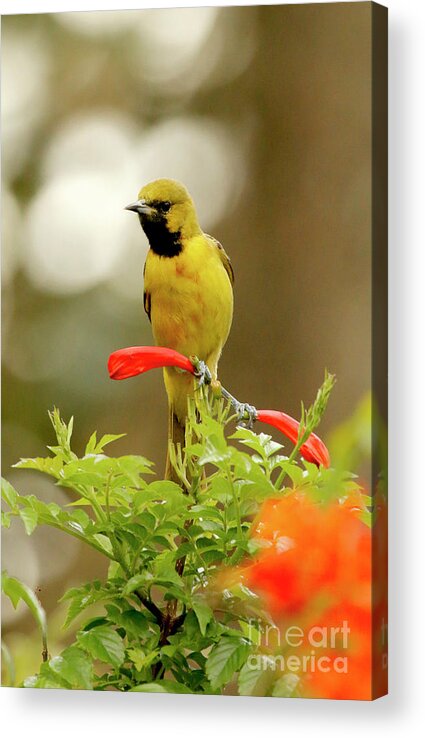 Yellow Bird Acrylic Print featuring the photograph Yellow Orchard Oriole Bird by Luana K Perez