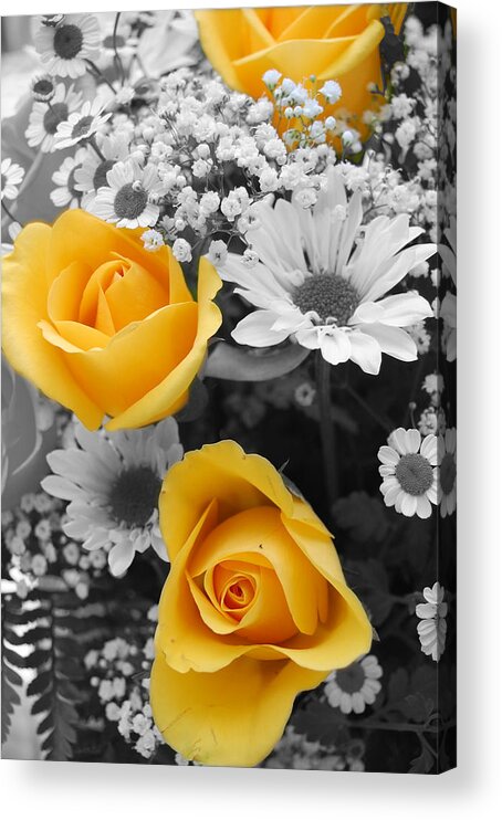 Rose Acrylic Print featuring the photograph Yellow Roses by Amy Fose
