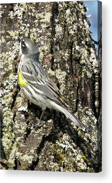 Bird Acrylic Print featuring the photograph Yellow-rumped Warbler 3174 by Michael Peychich