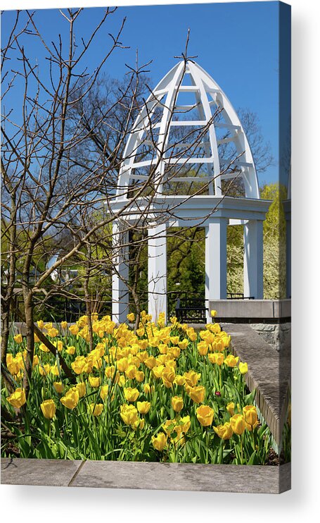 Tulip Acrylic Print featuring the photograph Yellow Tulips and Gazebo by Tom Mc Nemar