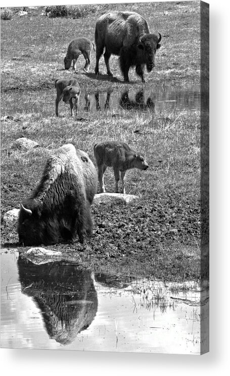 Bison Acrylic Print featuring the photograph Yellowstone Bison Reflections Black And White by Adam Jewell