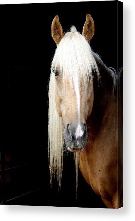 Tennessee Acrylic Print featuring the photograph You looking at me? by Beth Collins
