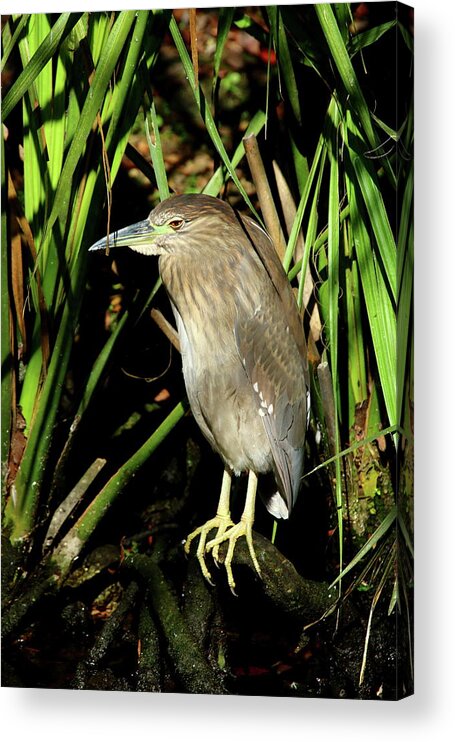 Yellow Crowned Night Heron Chick Acrylic Print featuring the photograph Young Beauty by Christiane Schulze Art And Photography