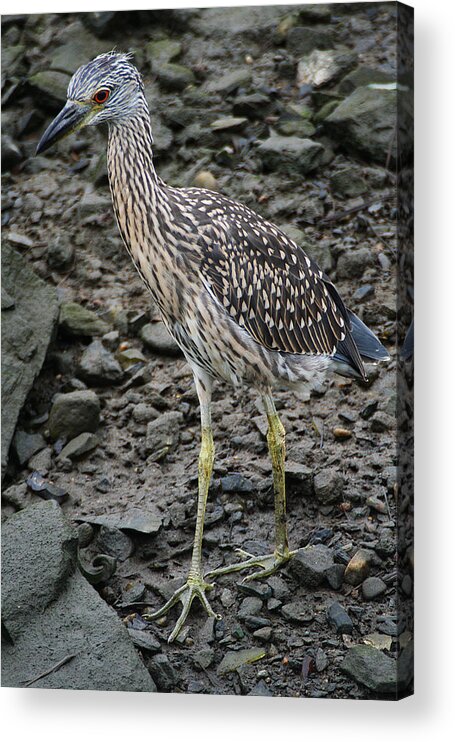 Wildlife Acrylic Print featuring the photograph Young Night Heron by William Selander