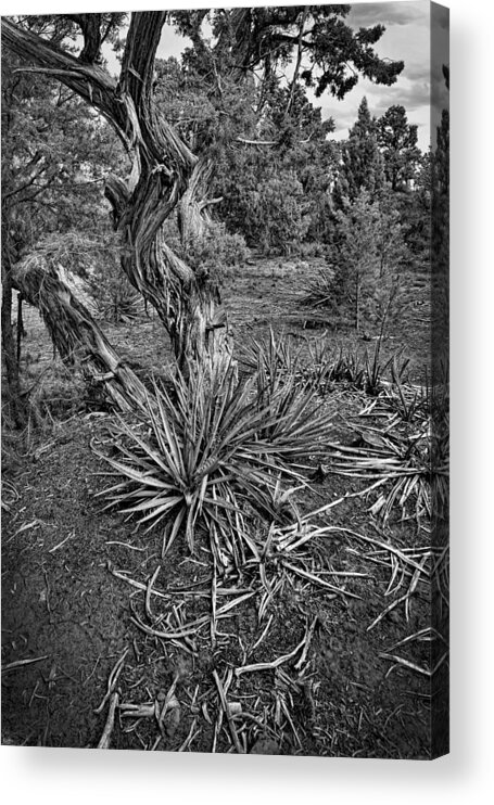 Yucca Acrylic Print featuring the photograph Yucca In Juniper Forest by Ron Weathers