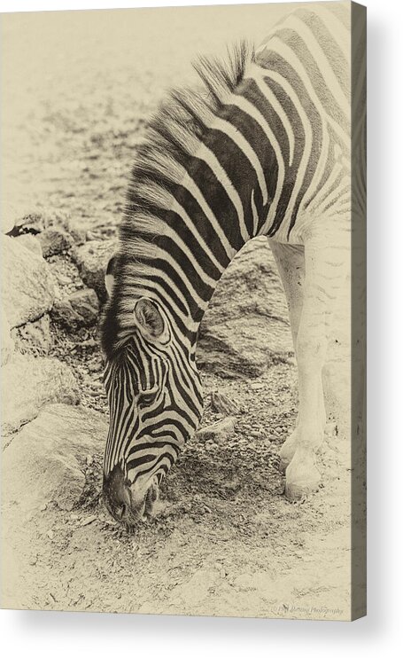 Zebra Acrylic Print featuring the photograph Zebra AP by Phil Abrams