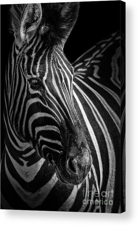 Zebra Acrylic Print featuring the photograph Zebra Portrait by Jarrod Erbe