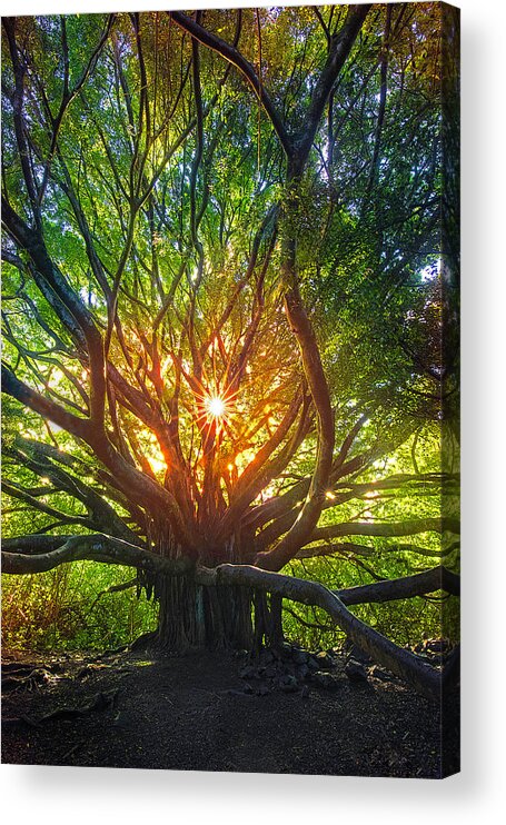 Maui Hawaii Banyan Tree Hana Acrylic Print featuring the photograph zen by James Roemmling
