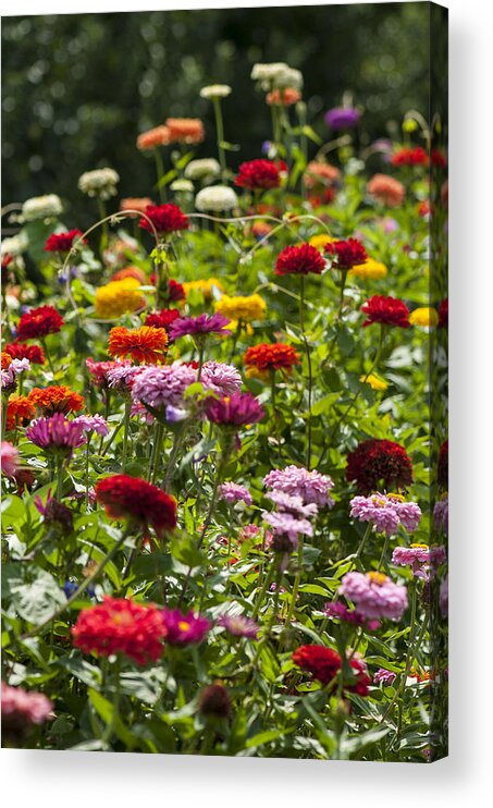 Beallesville Acrylic Print featuring the photograph Zinniapaloosa by Brian Green