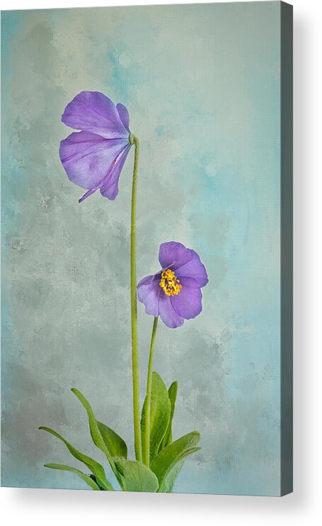 Floralartistic Acrylic Print featuring the photograph A Plant Of The Dwarf Meconopsis Henrici #1 by Robert Murray