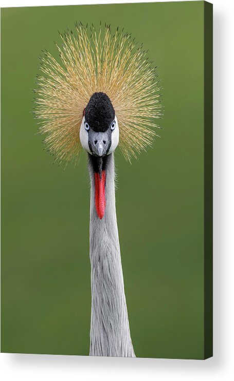 Adam Jones Acrylic Print featuring the photograph African Crowned Crane #1 by Adam Jones