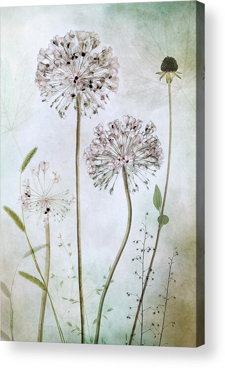 Flowers Acrylic Print featuring the photograph Allium #1 by Mandy Disher
