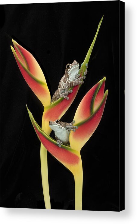 Frogs Acrylic Print featuring the photograph Amazon Milk Frogs On Tropical Stem #1 by Linda D Lester