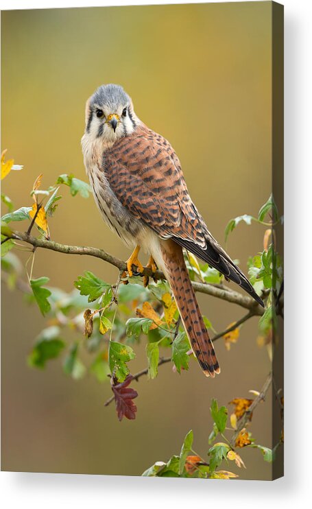 Animal Acrylic Print featuring the photograph American Kestrel #1 by Milan Zygmunt