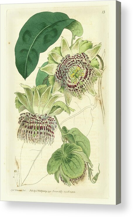 Botanical Acrylic Print featuring the painting Antique Passionflower II #1 by M. Hart