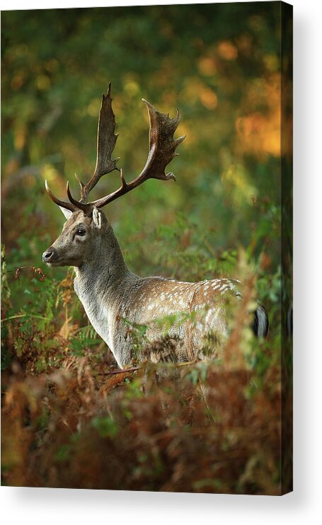 England Acrylic Print featuring the photograph Autumn Colours Can Be Seen Throughout #1 by Christopher Furlong