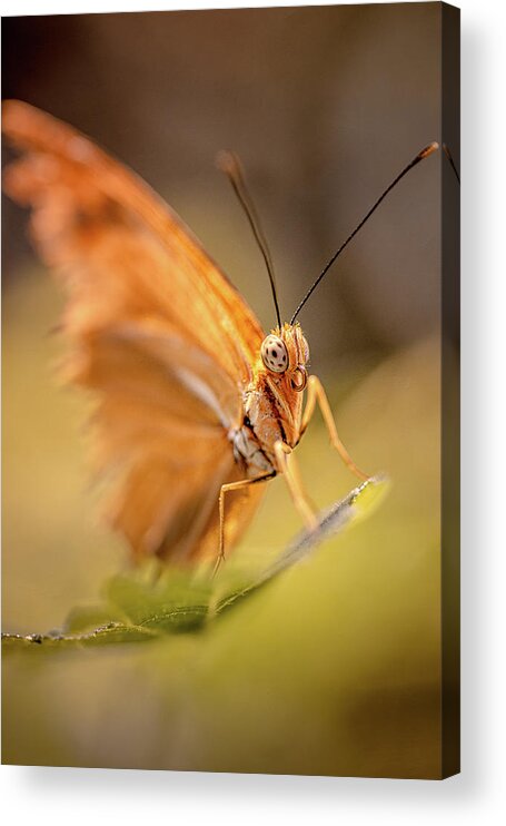 Butterfly Acrylic Print featuring the photograph Butterfly Moth #1 by John Randazzo