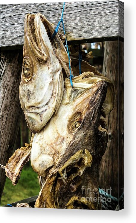 Air Dried Acrylic Print featuring the photograph Cod Heads Hung To Dry #1 by Martyn F. Chillmaid/science Photo Library