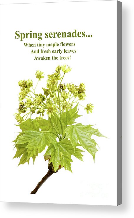 Flowers Acrylic Print featuring the photograph Emerging Spring Maple Leaves And Flowers #1 by Robert C Paulson Jr