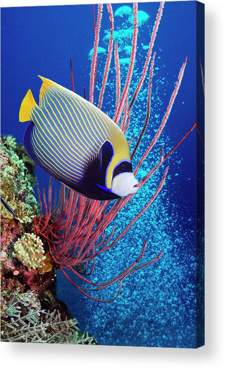 Gorgonian Coral Acrylic Print featuring the photograph Emperor Angelfish Pomacanthus Imperator #1 by Georgette Douwma