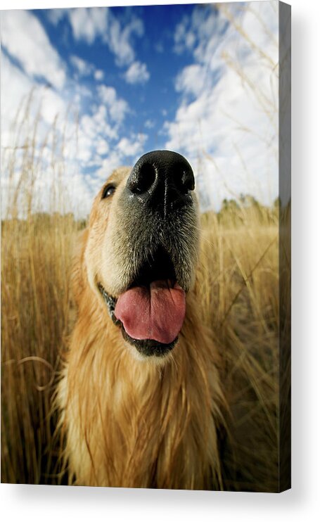 Animal Acrylic Print featuring the photograph Golden Retriever Close #1 by Nhpa