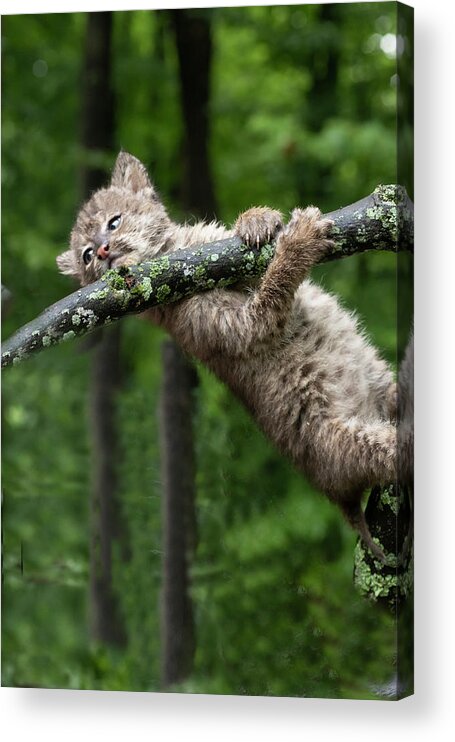 Bobcat Acrylic Print featuring the photograph Hanging on #1 by Dan Friend