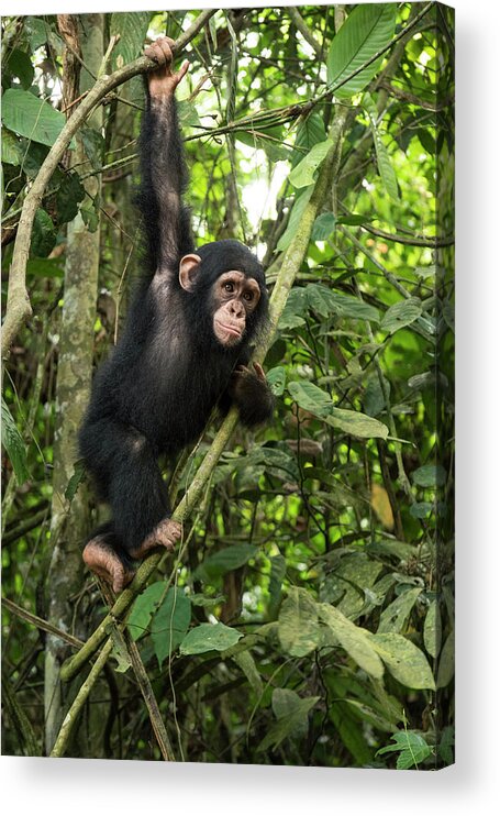 Gerry Ellis Acrylic Print featuring the photograph Little Larry Climbing In Forest #1 by Gerry Ellis