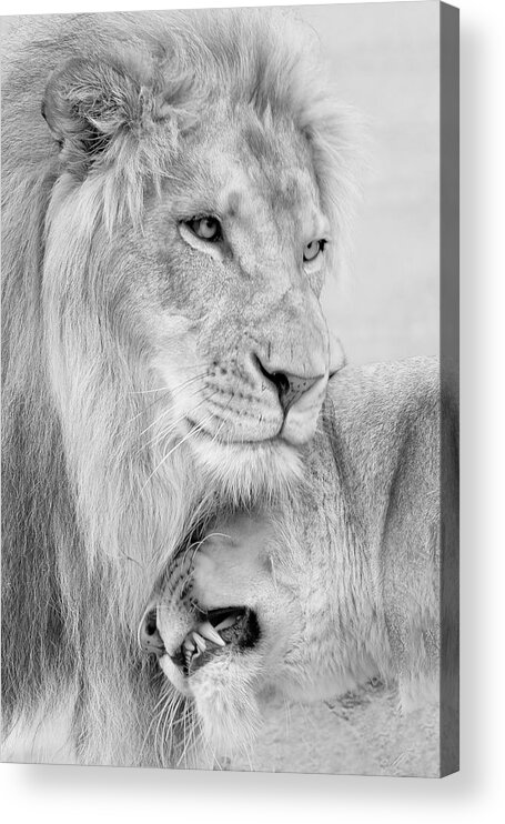 Lion Acrylic Print featuring the photograph Love #1 by Linda D Lester