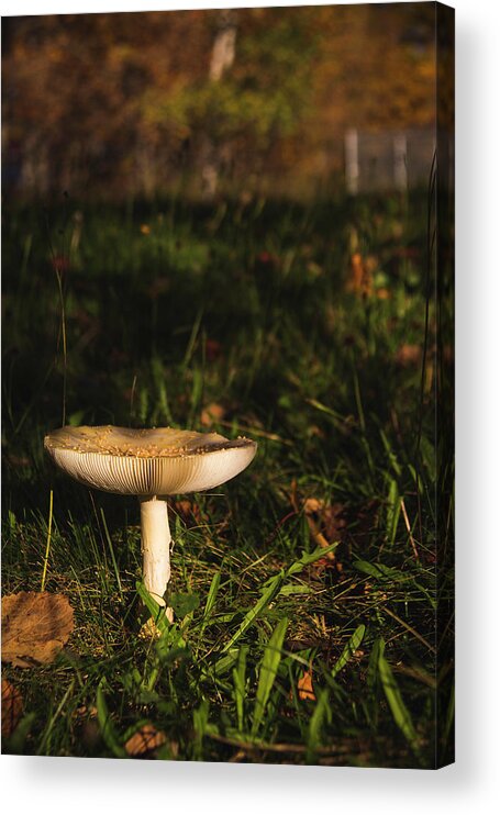 Mushroom Acrylic Print featuring the photograph Mushroom #1 by Cindi Ressler