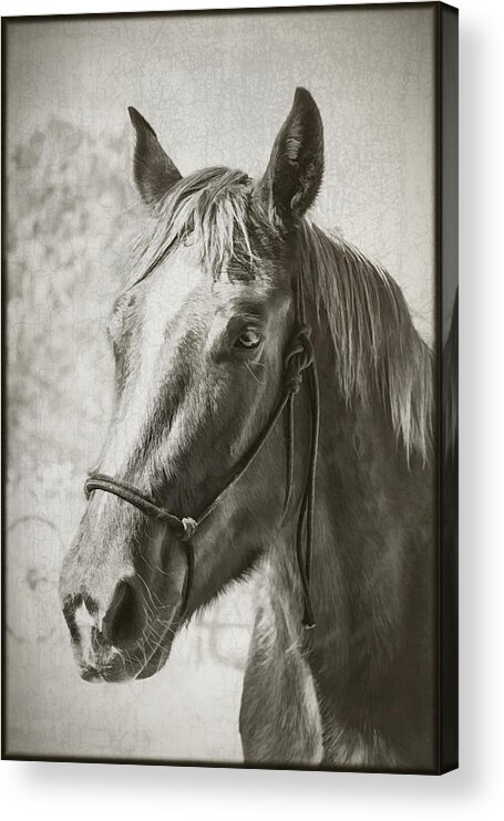 Horses Acrylic Print featuring the photograph Old West Transportation by Elaine Malott