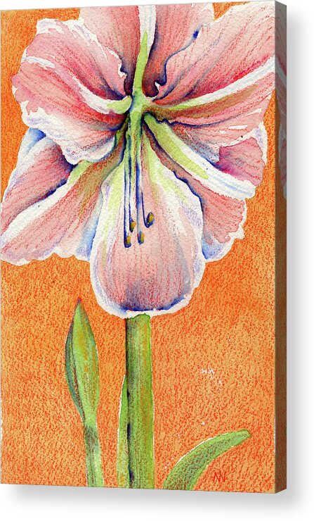 Amaryllis Acrylic Print featuring the painting Pink Amaryllis by AnneMarie Welsh