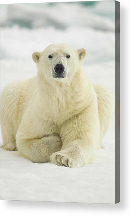 Dawn Acrylic Print featuring the photograph Polar Bear, Svalbard, Norway by Paul Souders