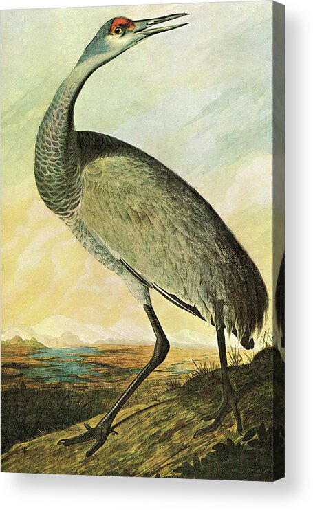 Ornithologist Acrylic Print featuring the painting Sandhill Crane #1 by John James Audubon