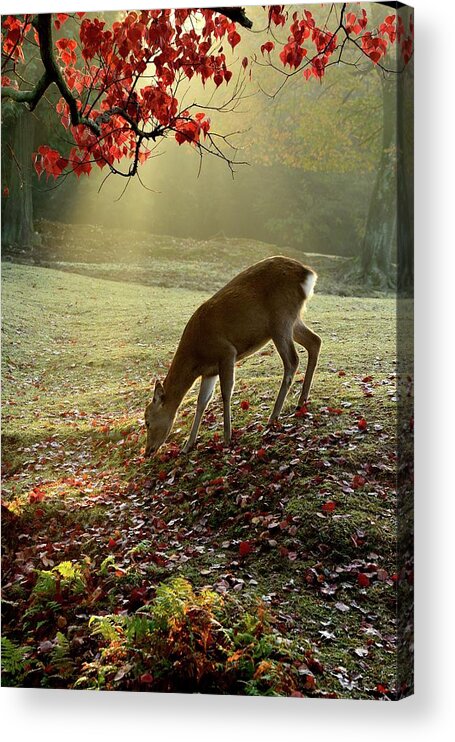 Animal Themes Acrylic Print featuring the photograph Sika Deer In Morning Light #1 by Myu-myu