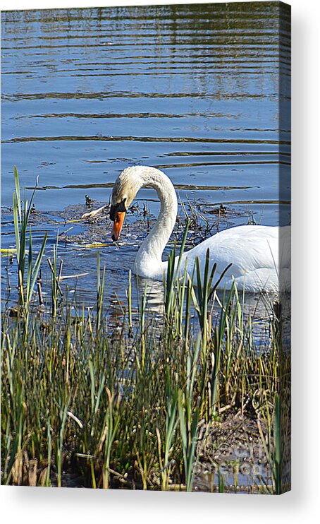 Swan Acrylic Print featuring the photograph Swan #1 by Andy Thompson