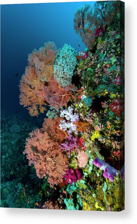 Goraici Islands Acrylic Print featuring the photograph Reef Scene In Halmahera, Indonesia #13 by Bruce Shafer