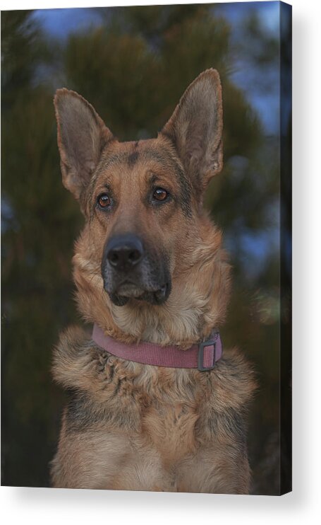 Animal Acrylic Print featuring the photograph Liesl #15 by Brian Cross