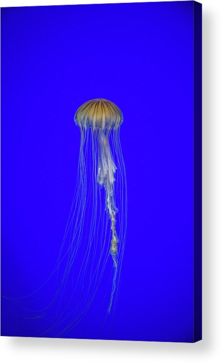 #jellyfish #art #aquarium #sea #ocean #nature #fish #water #photography #sealife #underwater #marinelife #japan #japanese #blue #yellow #gold Acrylic Print featuring the photograph Japanese Jellyfish #17 by Kenny Thomas