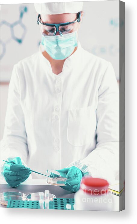 Microbiology Acrylic Print featuring the photograph Microbiologist Working In Laboratory #17 by Microgen Images/science Photo Library