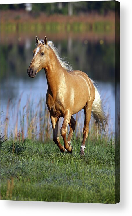 1z5f8035 Palomino Lusitano Stallion-alfacinha-legendarylusitanos Acrylic Print featuring the photograph 1z5f8035 Palomino Lusitano Stallion-alfacinha-legendarylusitanos,fl by Bob Langrish