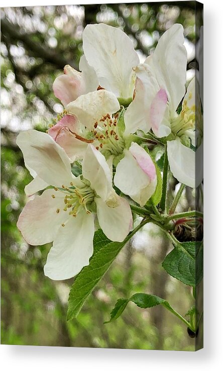 Apple Blossoms Acrylic Print featuring the photograph Apple Blossoms #2 by Barry Jones