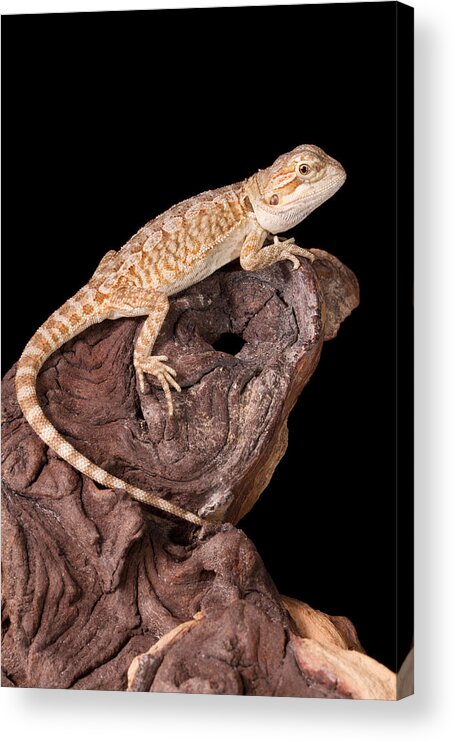 Agamidae Acrylic Print featuring the photograph Bearded Dragon Pogona #2 by David Kenny
