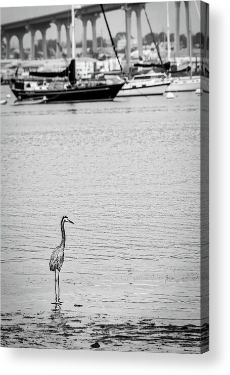 Bay Harbor Acrylic Print featuring the photograph Feeding #2 by Bill Chizek