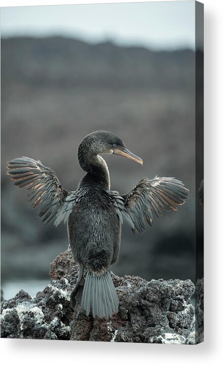 Animals Acrylic Print featuring the photograph Flightless Cormorant Drying Wings #2 by Tui De Roy