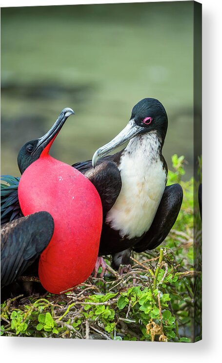 Animal Acrylic Print featuring the photograph Great Frigatebirds Courting #2 by Tui De Roy
