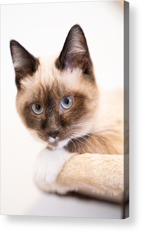 Pet Acrylic Print featuring the photograph Kitten #2 by Kondou Kazumasa