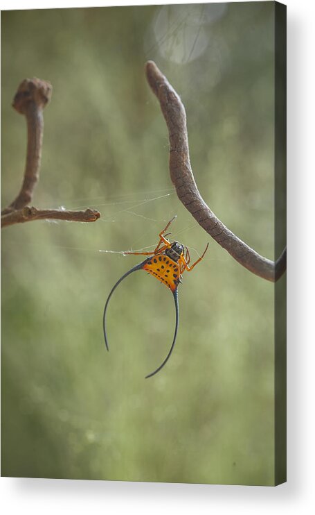 Insect Acrylic Print featuring the photograph Long Horned Spider #2 by Abdul Gapur Dayak